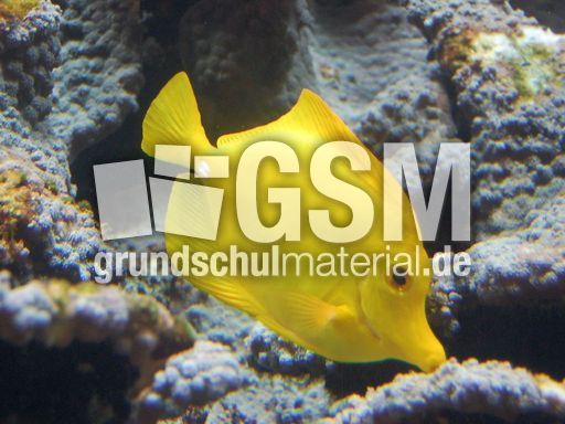 Gelber Segelflossen-Doktorfisch.JPG